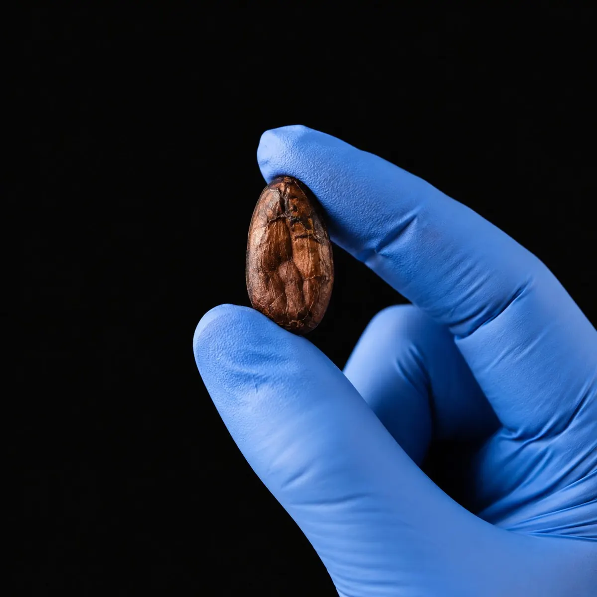 Lab-gloved hand holding a single cacao bean for quality inspection against a dark background.