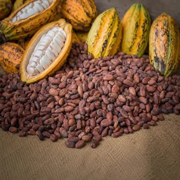 Opened cacao pods beside fermented beans on a jute sack.