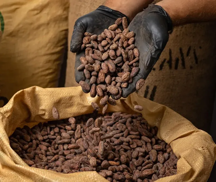 Gloved hands pouring fermented cacao beans onto an export jute sack.